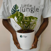 Njoy & Golden Pothos, with 5.5 inches white decor pot